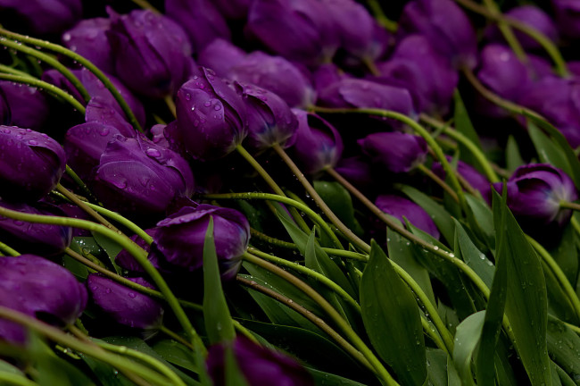 Обои картинки фото цветы, тюльпаны, стебли, бутоны, фиолетовые, вода, капли