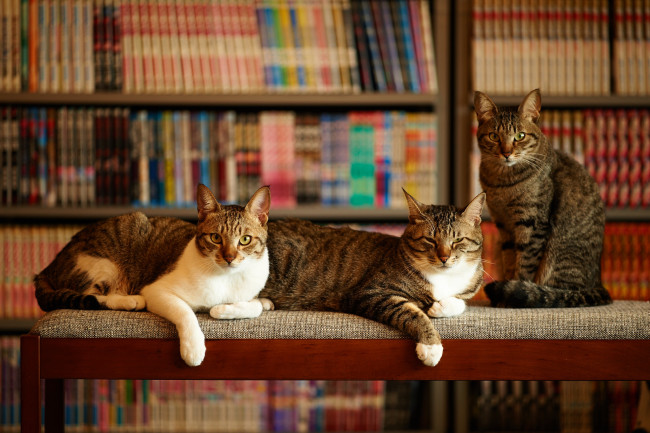 Обои картинки фото животные, коты, три, дом, кошки