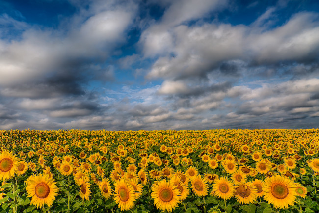 Обои картинки фото цветы, подсолнухи, поле, облака