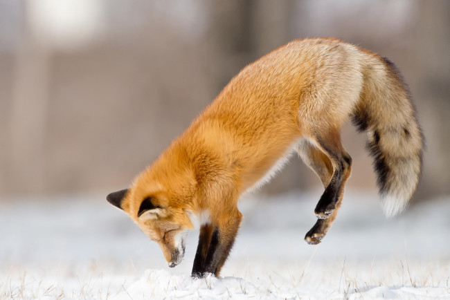 Обои картинки фото животные, лисы, охота, зима, снег, прыжок, лиса
