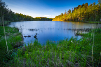 Картинка природа реки озера река лес