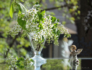 Картинка цветы Черемуха красота весна черемуха фото свет натюрморт ангел