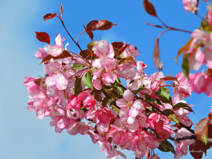 Картинка цветы цветущие+деревья+ +кустарники весна май красота коломенский парк сад цветение яблоня фото