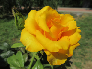 Картинка цветы розы жёлтые