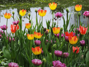Картинка цветы тюльпаны красота фото весна пруд пейзаж