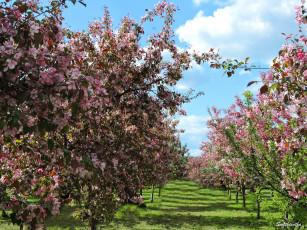 Картинка природа деревья цветение весна красота коломенский парк цветы яблоня май сад фото