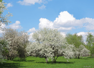 Картинка природа деревья пейзаж парк яблоня цветение фото вишня весна красота коломенское