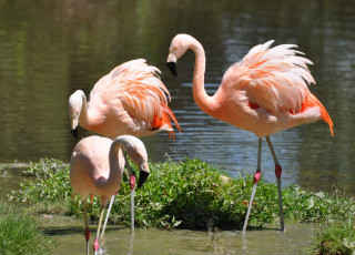 обоя животные, фламинго, много, розовый, вода, природа