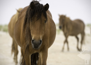 Картинка животные лошади лошадь окрас грива большая