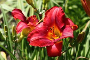 Картинка цветы лилии +лилейники дача июль красота лето лилейники нфд природа сад флора