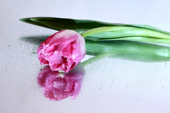 Картинка цветы тюльпаны весна март нфд отражение цк