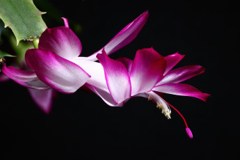 Картинка декабристы цветы кактусы зигокактусы зима комнатные красота нфд дома цк шлюмбергера