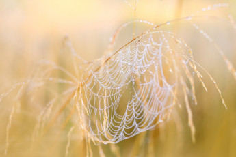 Картинка природа макро паутина осень