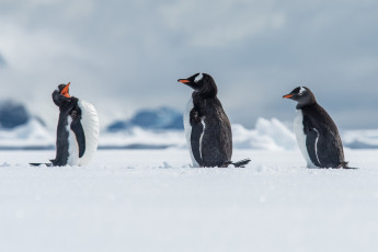 обоя животные, пингвины, зима