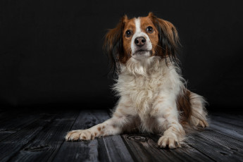 Картинка животные собаки собака окрас шерсть порода животное