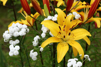 Картинка цветы разные+вместе дача дождь июль капли лилии сад тысячелистник