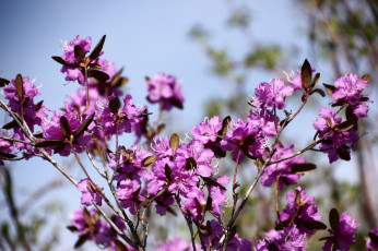 Картинка цветы рододендроны+ азалии весна дальний восток май природа рододендрон хабаровск цветение