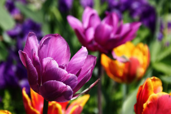 Картинка цветы тюльпаны весна дальний восток дача красота май сад хабаровск