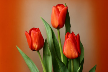 Картинка цветы тюльпаны весна зима красота мбг нфд февраль