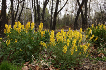 Картинка цветы весна дальний восток лесные май первоцветы природа хабаровск хохлатка лесная хохлатки