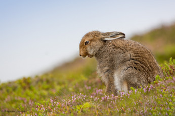 обоя животные, кролики,  зайцы, животное, цветы, природа, трава, заяц