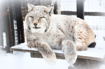 Картинка животные рыси рысь зима зоопарк снег холод животное