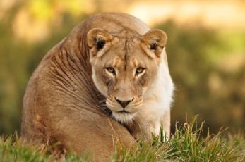 Картинка животные львы львица красотка девочка животное отдых взгляд
