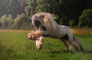 Картинка животные лошади хвост грива лошадь окрас