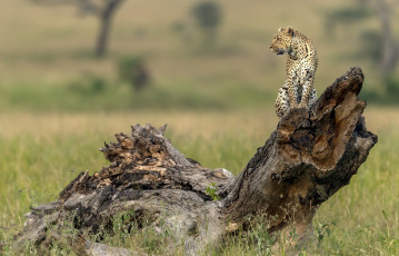 Картинка животные леопарды растения коряга анфас