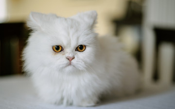 Картинка животные коты отдых морда белый цвет
