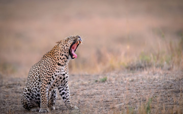 Картинка животные леопарды трава земля оскал