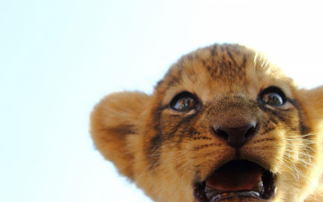 Картинка животные львы детеныш открытая пасть морда львенок