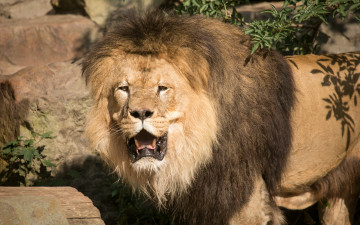 Картинка животные львы открытая пасть ветки камни