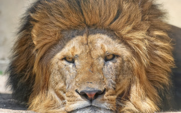 Картинка животные львы профиль взгляд морда