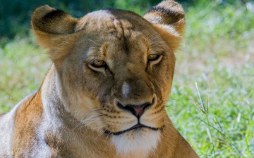 Картинка животные львы растения трава морда отдых самка