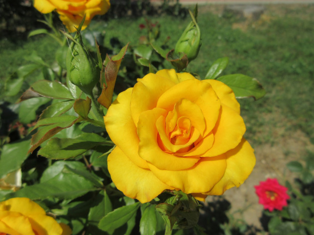 Обои картинки фото цветы, розы, жёлтые