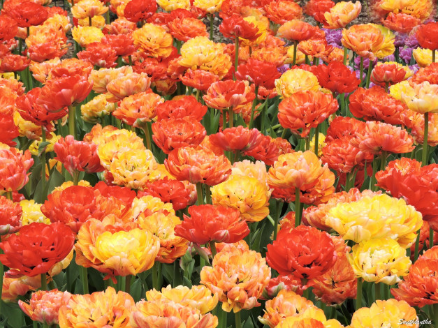 Обои картинки фото цветы, тюльпаны, красота, фото, пионовидные, весна