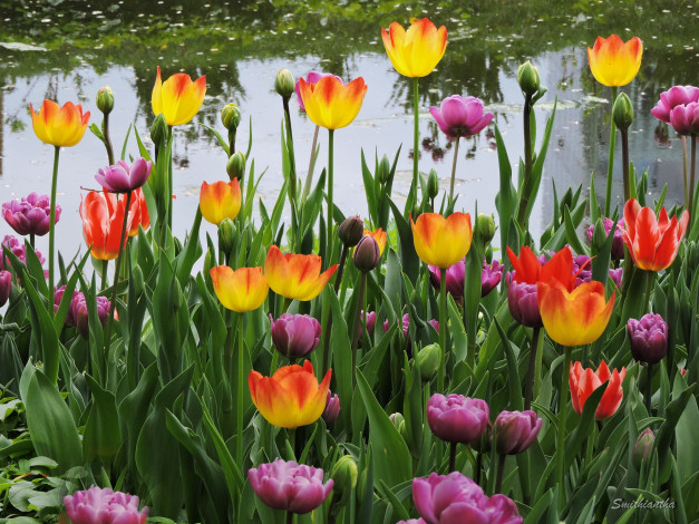 Обои картинки фото цветы, тюльпаны, красота, фото, весна, пруд, пейзаж