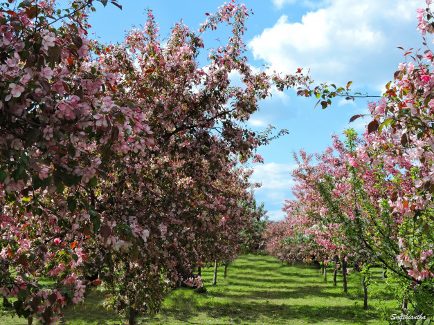 Обои картинки фото природа, деревья, цветение, весна, красота, коломенский, парк, цветы, яблоня, май, сад, фото