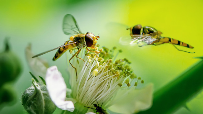 Обои картинки фото животные, пчелы,  осы,  шмели, осы, пара, цветы, тычинки