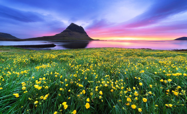 Обои картинки фото гора киркьюфетль,  исландия, природа, побережье, горы, цветы, трава, луга, море, небо