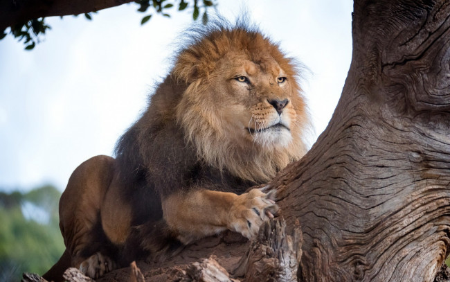 Обои картинки фото животные, львы, дерево, отдых