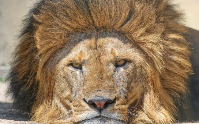 Обои картинки фото животные, львы, профиль, взгляд, морда