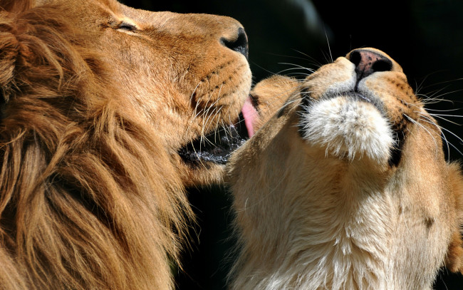 Обои картинки фото животные, львы, самка, ласка, самец