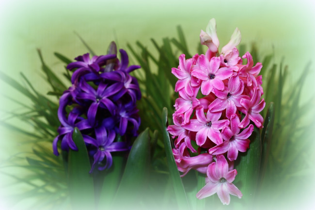 Обои картинки фото цветы, гиацинты, весна, вф, дыхание, весны, красота, март