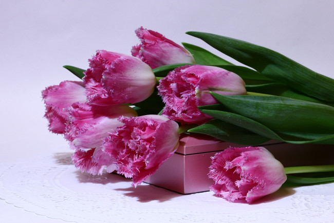 Обои картинки фото цветы, тюльпаны, букеты, весна, вф, март, нфд, пф