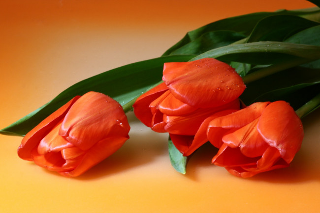 Обои картинки фото цветы, тюльпаны, валентинов, день, всех, влюленных, святого, валентина, жвн, макро, мбг, нфд, поздравление
