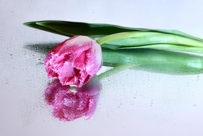 Обои картинки фото цветы, тюльпаны, весна, март, нфд, отражение, цк