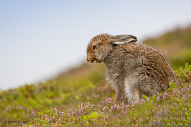 Обои картинки фото животные, кролики,  зайцы, животное, цветы, природа, трава, заяц