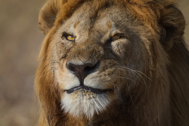Обои картинки фото животные, львы, морда